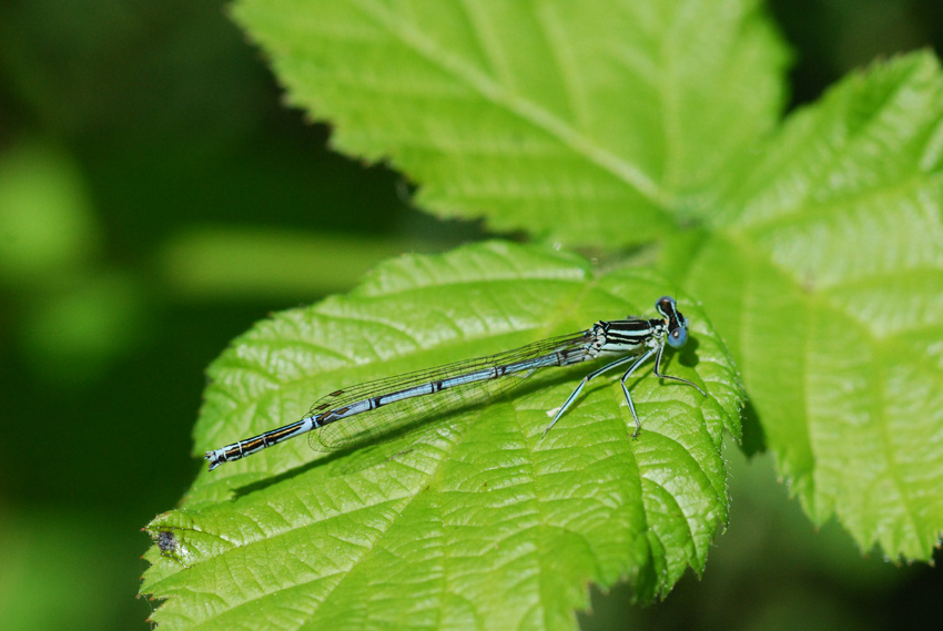 odonato da identificare - Platycnemis pennipes (maschio)